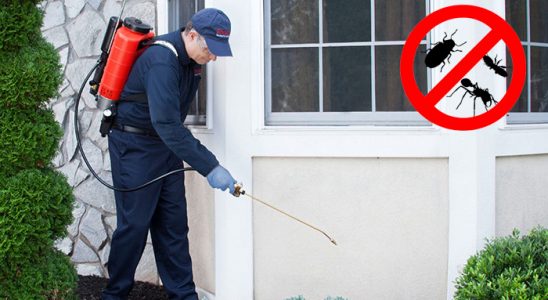 Terme Tahtakurusu İlaçlama böcek ilaçlama ve haşere kontrolü — ilaclama-tr.com